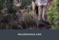 What Does Seeing A Coyote Mean