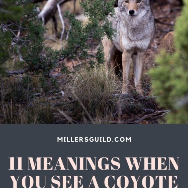 What Does Seeing A Coyote Mean