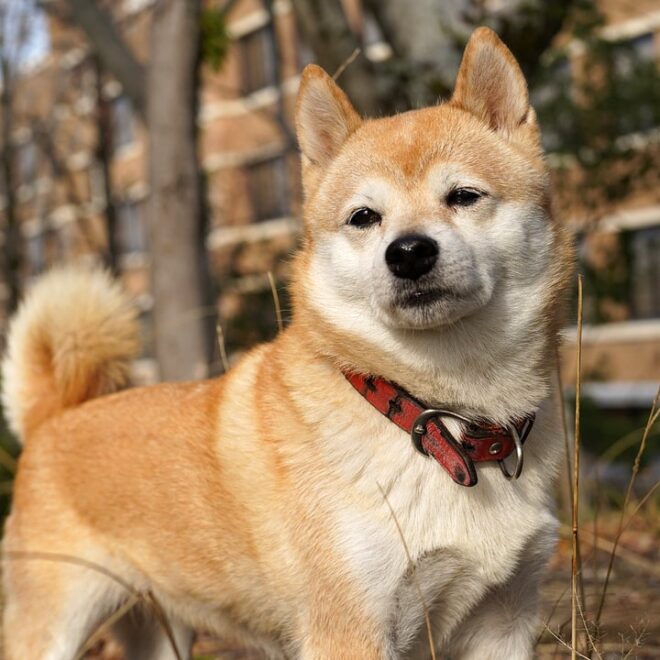 What Does Anjing Mean In Japanese