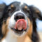 What Does It Mean When A Dog Licks Their Lips
