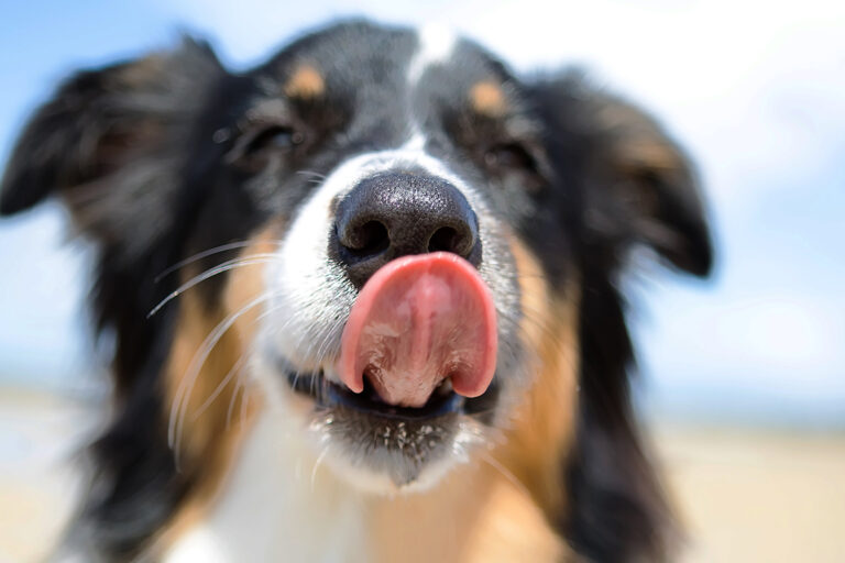 What Does It Mean When A Dog Licks Their Lips