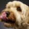 What Does It Mean When A Dog Licks Its Lips