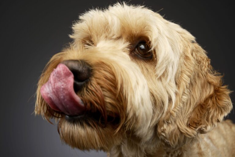 What Does It Mean When A Dog Licks Its Lips