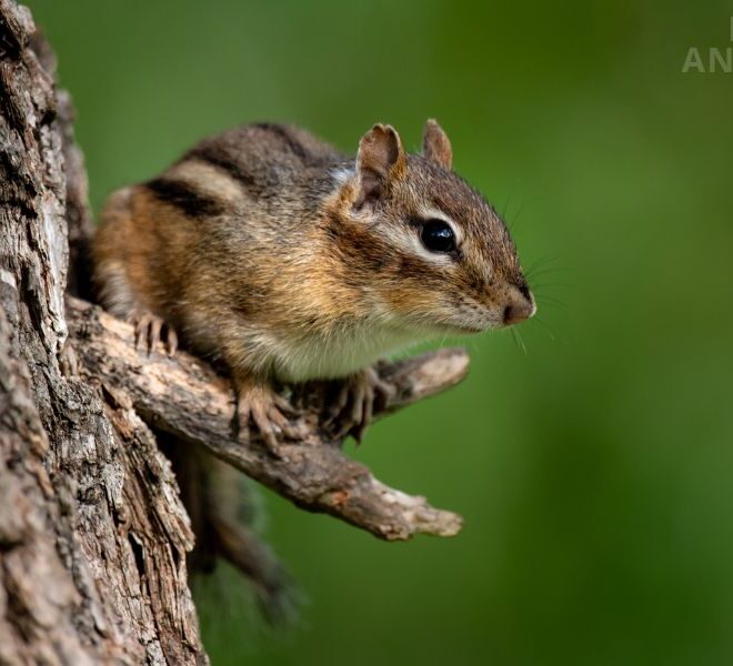 What Does It Mean When Squirrels Flick Their Tails