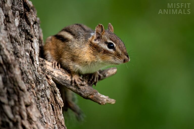 What Does It Mean When Squirrels Flick Their Tails