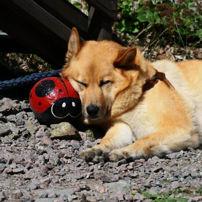 What Does It Mean When A Dog Breathes Fast