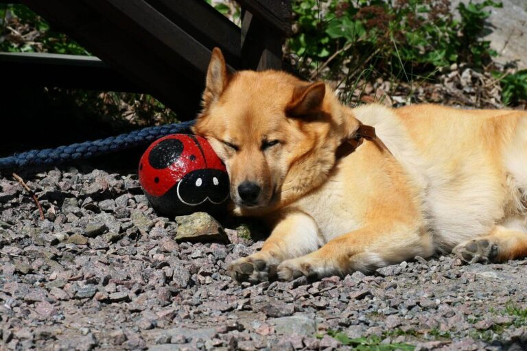 What Does It Mean When A Dog Breathes Fast