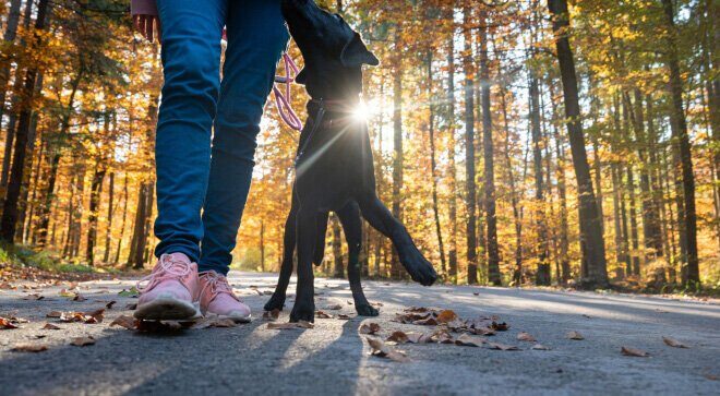 What Does Heel Mean For A Dog