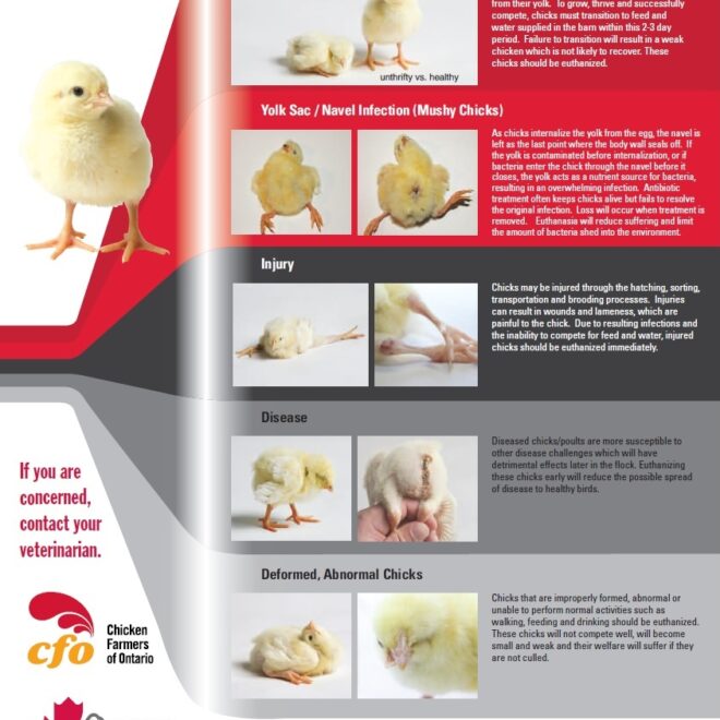 What Does Culling A Chicken Mean