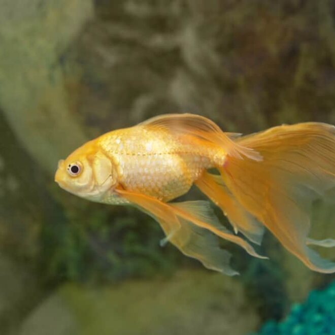 What Does It Mean If My Fish Turn White