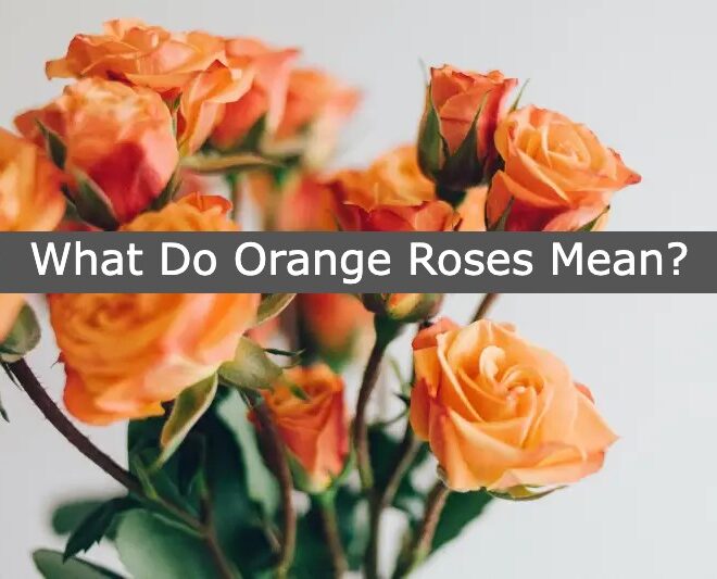 What Does Orange Roses Mean