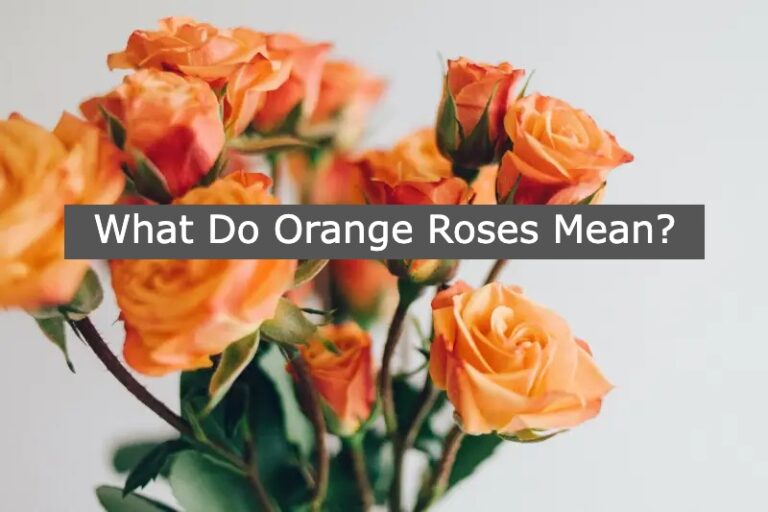 What Does Orange Roses Mean