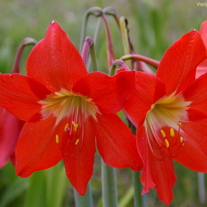 What Do Red Flowers Mean