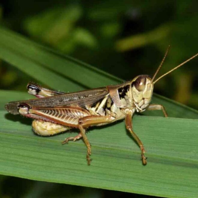 What Does It Mean When A Grasshopper Lands On You