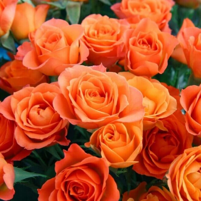 What Does A Orange Rose Mean