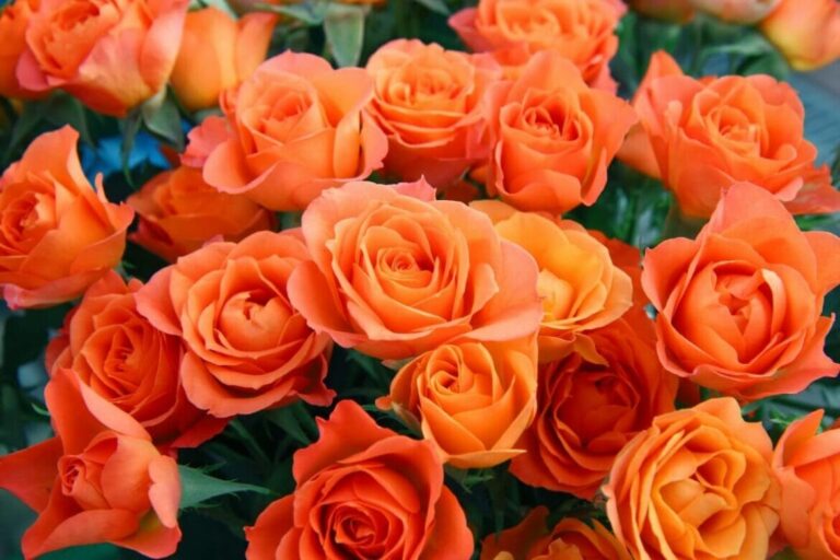 What Does Orange Rose Mean