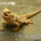 What Does It Mean When Bearded Dragons Open Their Mouth