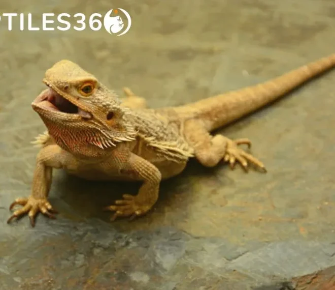 What Does It Mean When Bearded Dragons Open Their Mouth