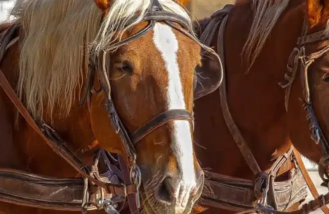 What Does Break A Horse Mean