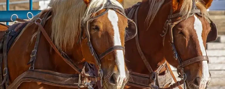 What Does Break A Horse Mean