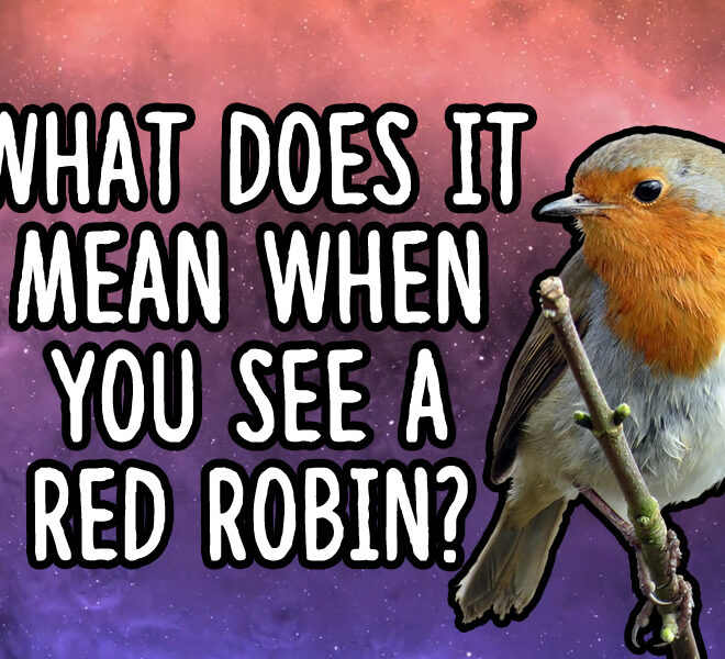 What Does It Mean When A Robin Visits You