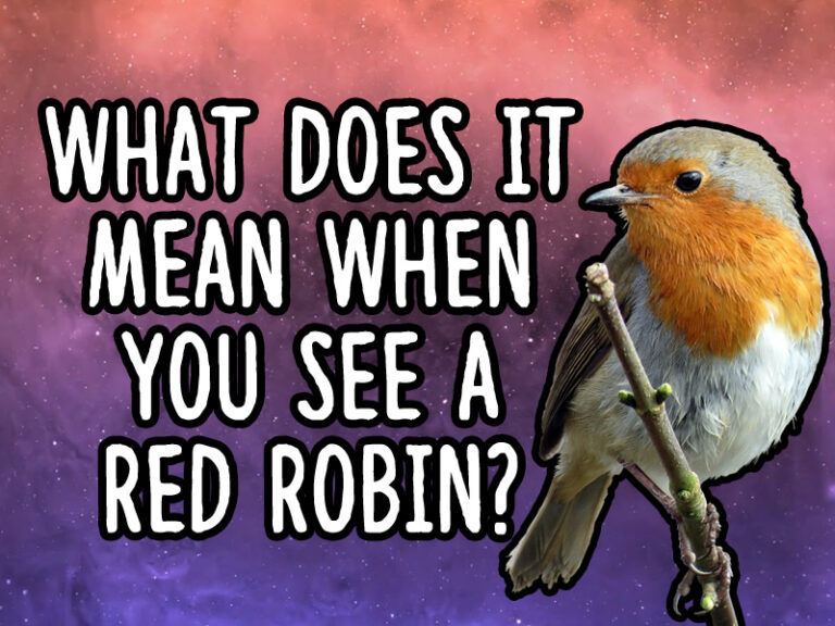What Does It Mean When A Robin Visits You