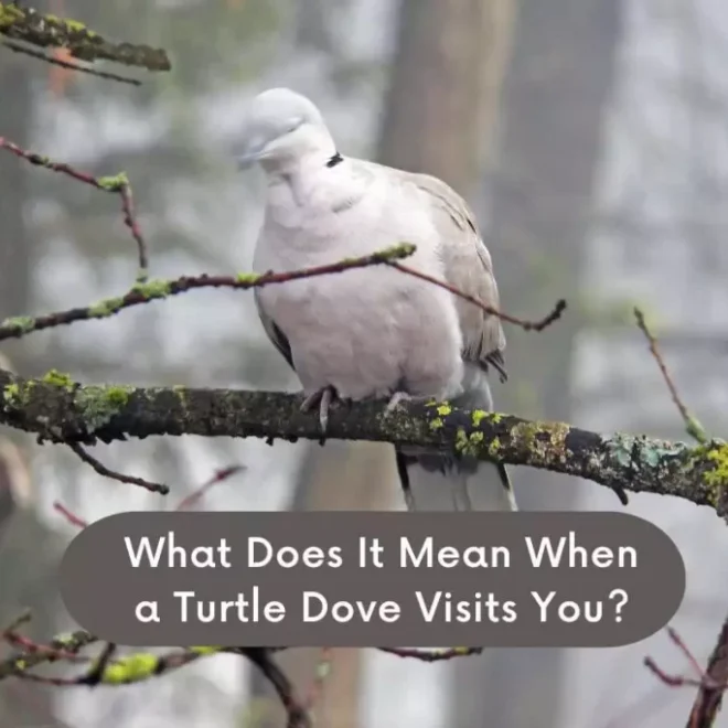 What Does It Mean When A Turtle Visits You