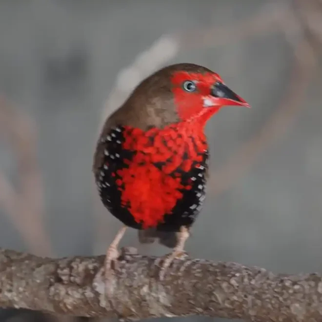 What Does It Mean When A Finch Visits You