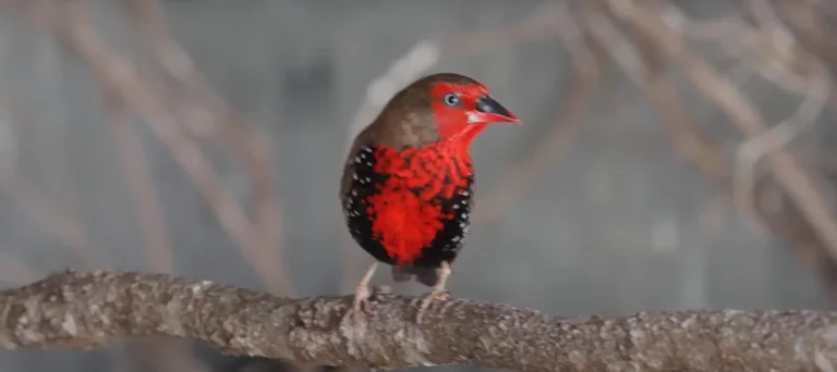 What Does It Mean When A Finch Visits You