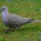 What Does It Mean When A Grey Dove Visits You