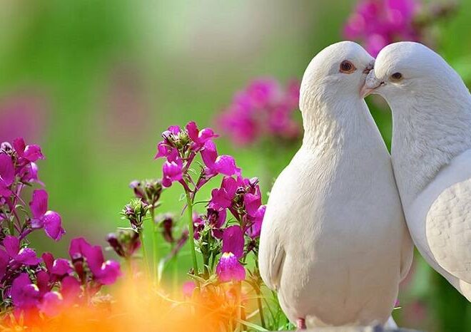 What Do White Birds Mean