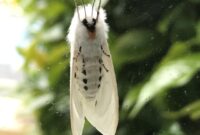 What Does It Mean To See A White Moth