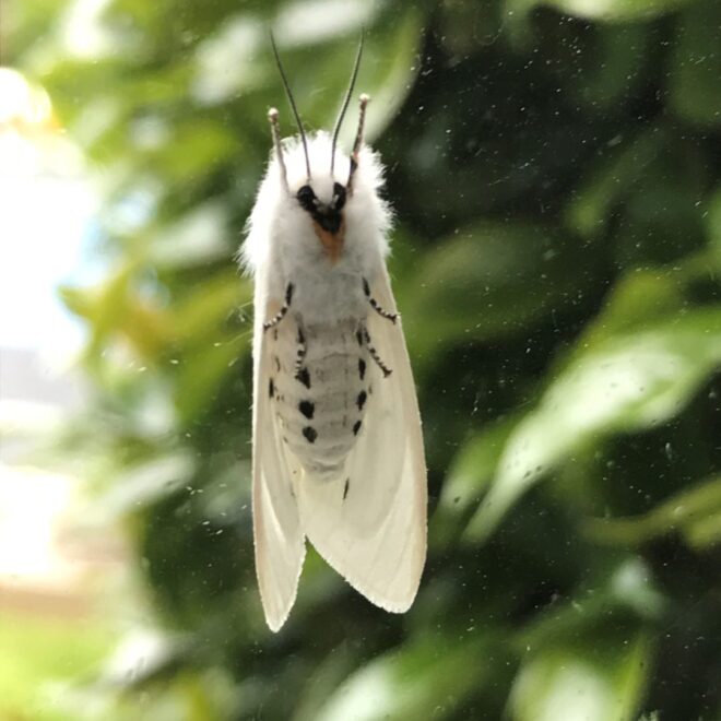 What Does A White Moth Mean