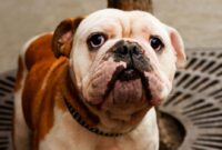 What Does It Mean When A Dog Is Acting Weird