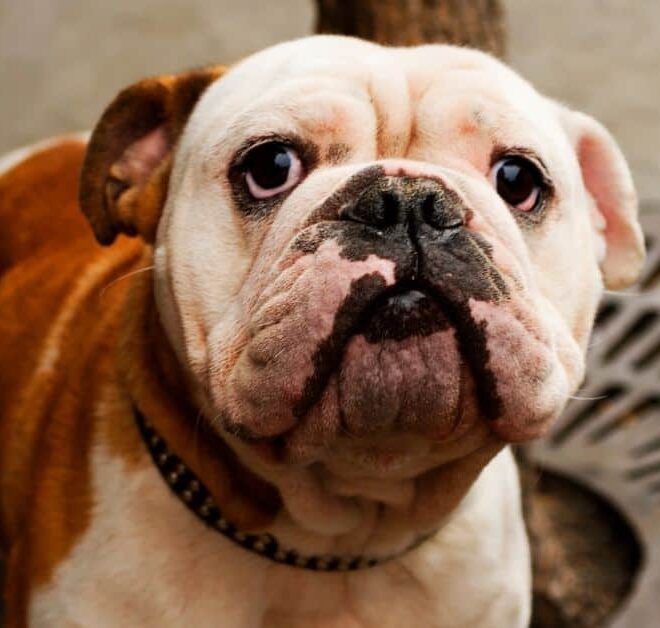 What Does It Mean When A Dog Is Acting Weird