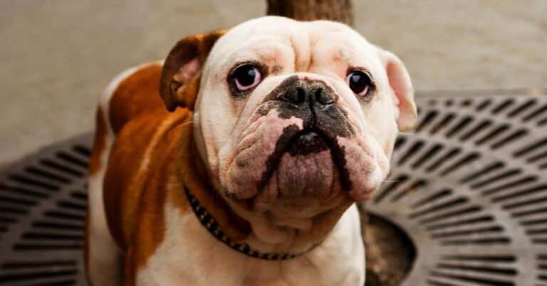 What Does It Mean When A Dog Is Acting Weird