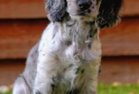 What Does Altered Dog Mean