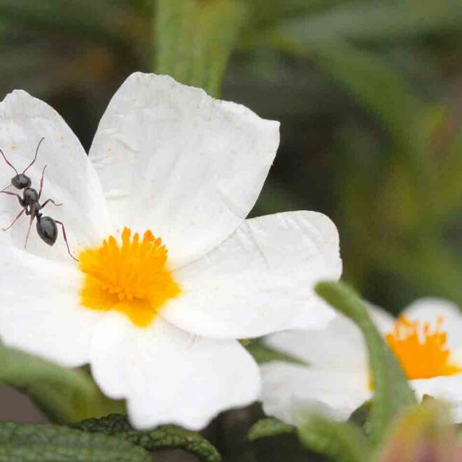 What Do Dreams About Ants Mean