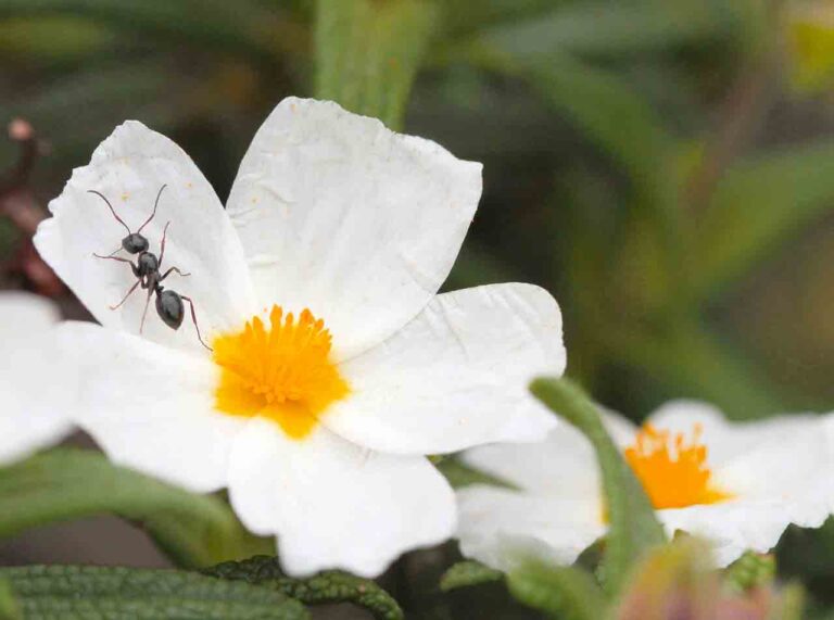 What Do Dreams About Ants Mean