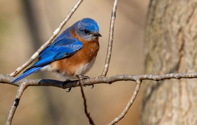When You See A Bluebird What Does It Mean