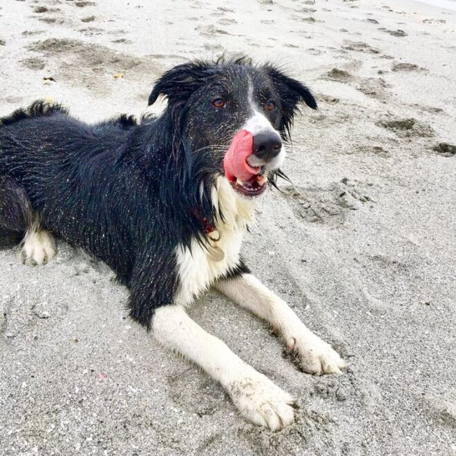 What Does It Mean When A Dog Licks His Lips