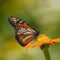 What Does It Mean When You See A Monarch Butterfly