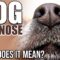 What Does It Mean When A Dogs Nose Is Warm