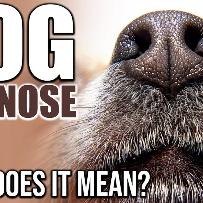 What Does It Mean If A Dog’s Nose Is Warm
