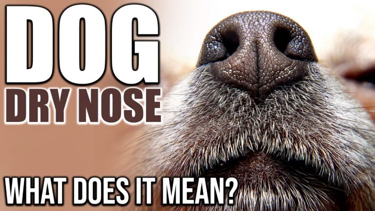 What Does It Mean If A Dog’s Nose Is Warm