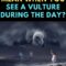 What Does It Mean When You See A Vulture