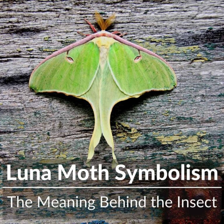 What Does It Mean When You See A Luna Moth