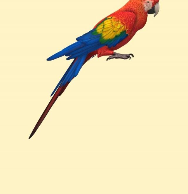 What Does It Mean When U Dream About Birds