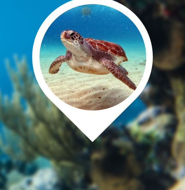 What Does It Mean When You Dream About Turtles