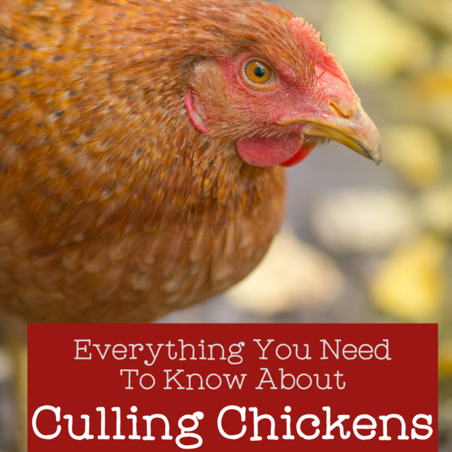 What Does It Mean To Cull A Chicken